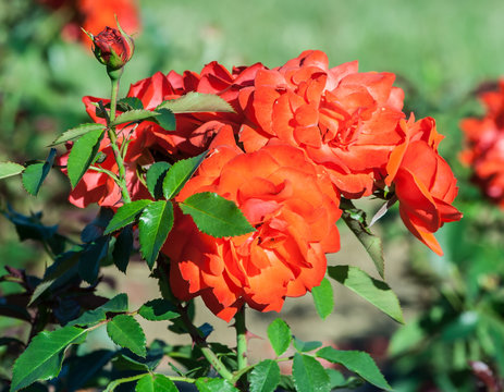rosi mittermaier a bunch of bright orange flowers on the stem and one bud, the plant grows in the garden, daylight, a summer day, strong green leaves, a rose in full bloom