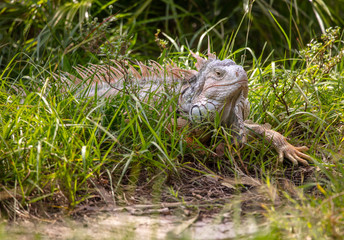 albino iguana resting in the tall grass has spotted you