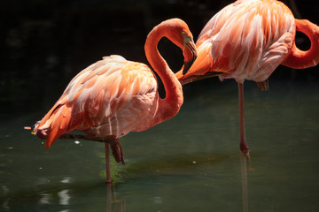 vibrant flamingo gives you a classic pose