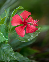 vibrant red hibiscus flower in the noon sun background