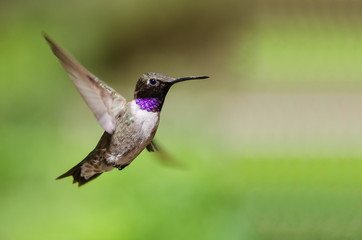 Black-Chinned Hummingbird with Throat Aglow While Hovering in Flight