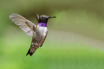 Black-Chinned Hummingbird with Throat Aglow While Hovering in Flight