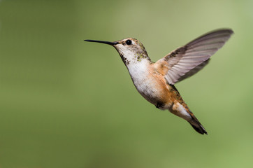 Adorable Little Rufous Hummingbird Hovering in Flight Deep in the Forest