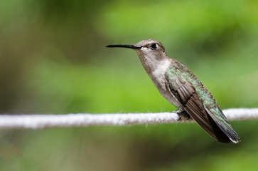 Black-Chinned Hummingbird Perched on a Piece of White Clothesline