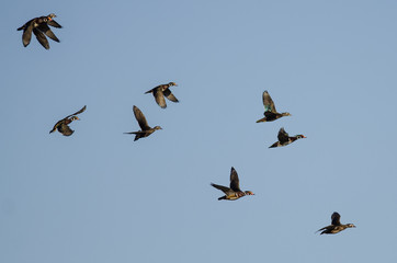 Flock of Wood Ducks Flying in a Blue Sky