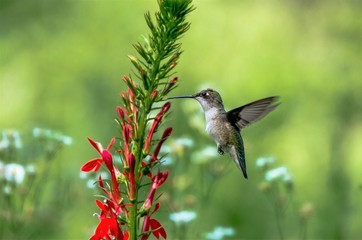 Fototapeta premium Ruby Throated Hummingbird and Cardinal Flower