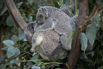 koala et son joey