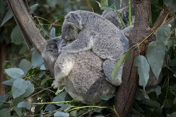 Papier Peint photo Koala koala et son joey