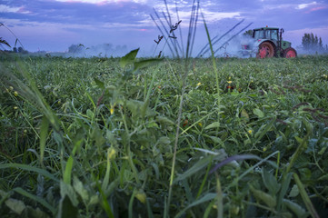 Tractor dusts with  with sulfur powder tomato plants at sunset