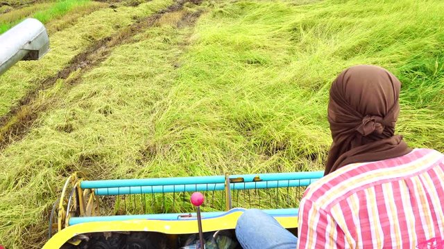 Harvester agriculture machine and harvesting in rice field