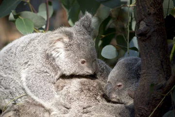 Papier Peint photo Lavable Koala koala joeys cuddling