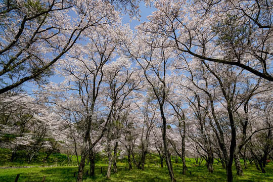 桜　安芸ダム