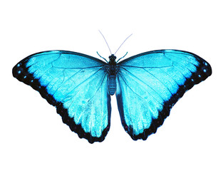 Fototapeta na wymiar Bright opalescent blue morpho butterfly, Morpho peleides, is isolated on white background with wings open. Blue color is enhanced to make it even bluer.