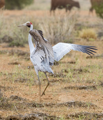  brolga dancing in Western Queensland, Australia