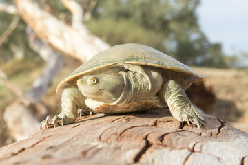 Fototapeta premium cooper creek turtles marine animals south australia