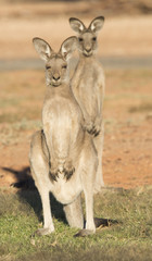 Naklejka na ściany i meble Western grey kangaroos in outback Queensland, Australia.