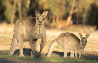 Kangourous gris de l& 39 ouest dans l& 39 outback du Queensland, en Australie.