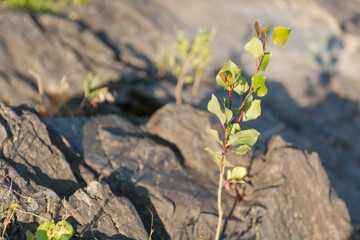 Plants on the rocks. Flowers grew on stones.