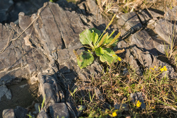 Plants on the rocks. Flowers grew on stones.