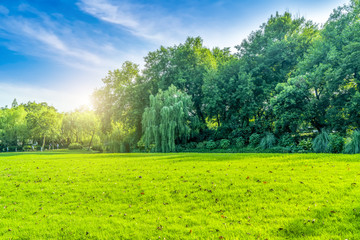 Grass and green woods in the park