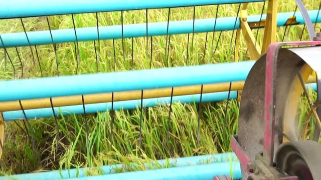 Slow Motion : Harvester agriculture machine and harvesting in rice field