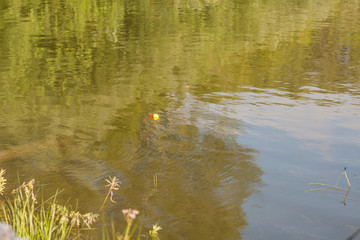 To fish with a fishing rod on the lake