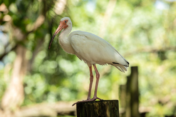 ibis is perched and posing for your portrait