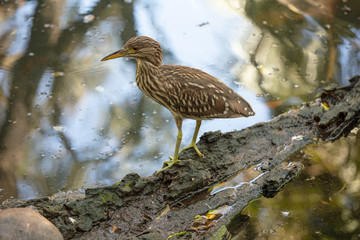 juvenile american bittern is perched and posing for you