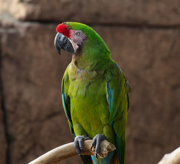 military macaw poses for a side profile