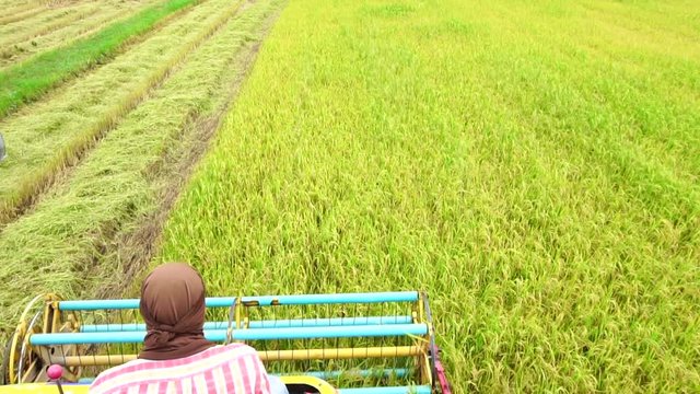 Slow Motion : Harvester agriculture machine and harvesting in rice field