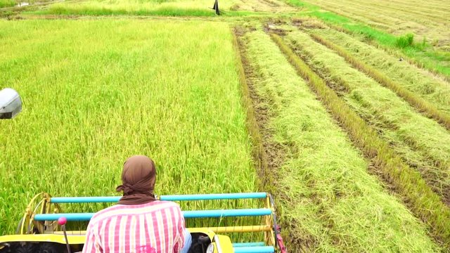 Slow Motion : Harvester agriculture machine and harvesting in rice field