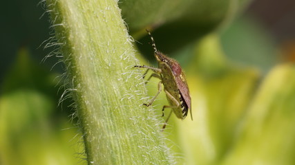 Blattwanze wandert Bl&uuml;tenstengel aufw&auml;rts