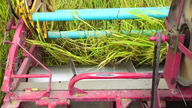 Slow Motion : Harvester agriculture machine and harvesting in rice field
