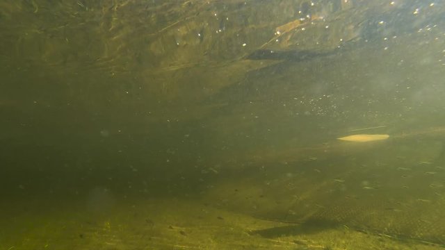Shoal Of Baby Fish Swimming Alongside Of Dirty Fishing Net Underwater