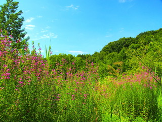 ミソハギ咲く風景