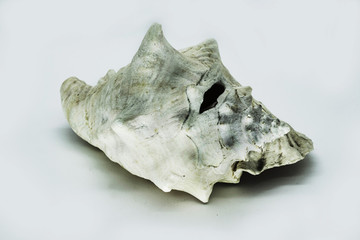 Decorative shell isolated