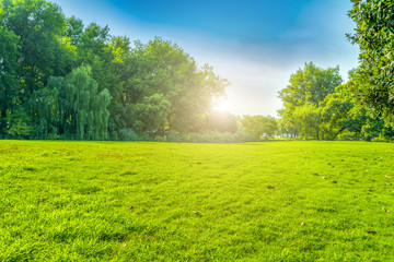 Grass and green woods in the park