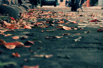 Colorful fallen leaves