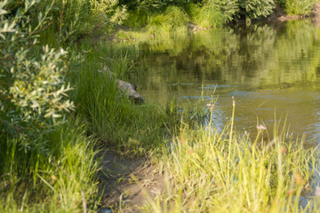 A small lake with a stony shore in Russia
