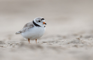 Piping Plover 