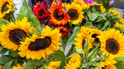 Fototapeta na wymiar Natural and Colored Sunflowers at Famer's Market