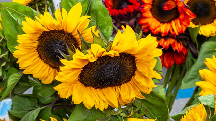 Obraz premium View of Multiple Large Sunflowers with Large Leaves