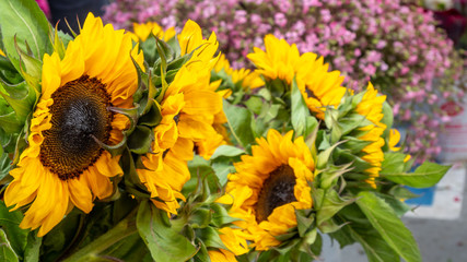 View of multiple large sunflowers with pink flowers in the background