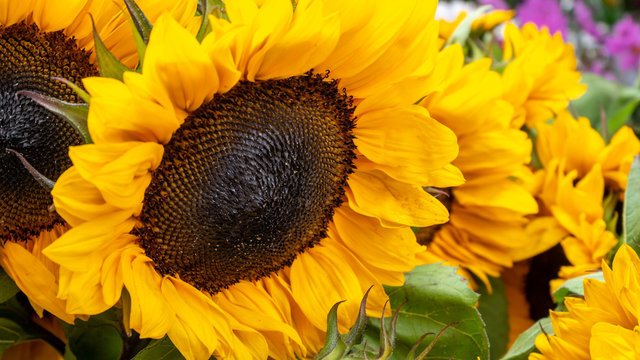 Close Up View of Sunflower During Daytime