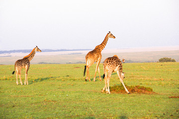 Beautiful shots of giraffes in Africa