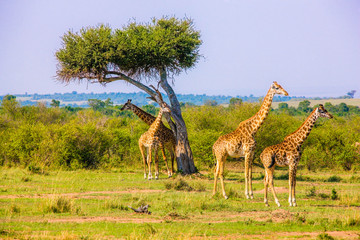 Beautiful shots of giraffes in Africa