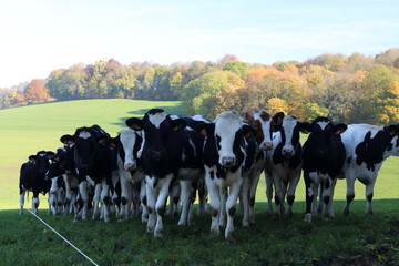 Holstein Frisian cows in the field