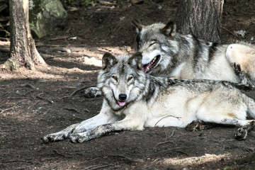 Grey Wolves