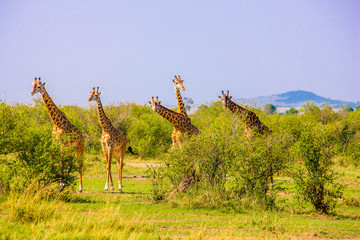 Beautiful shots of giraffes in Africa