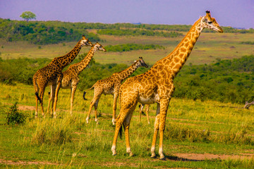 Beautiful shots of giraffes in Africa